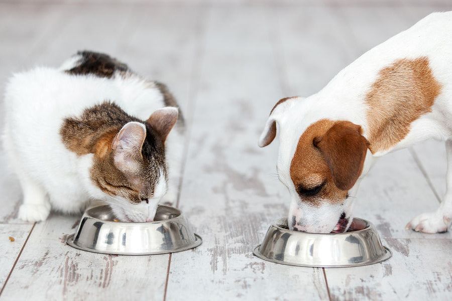 Not sure how to feed freeze-dried raw food to your pets?