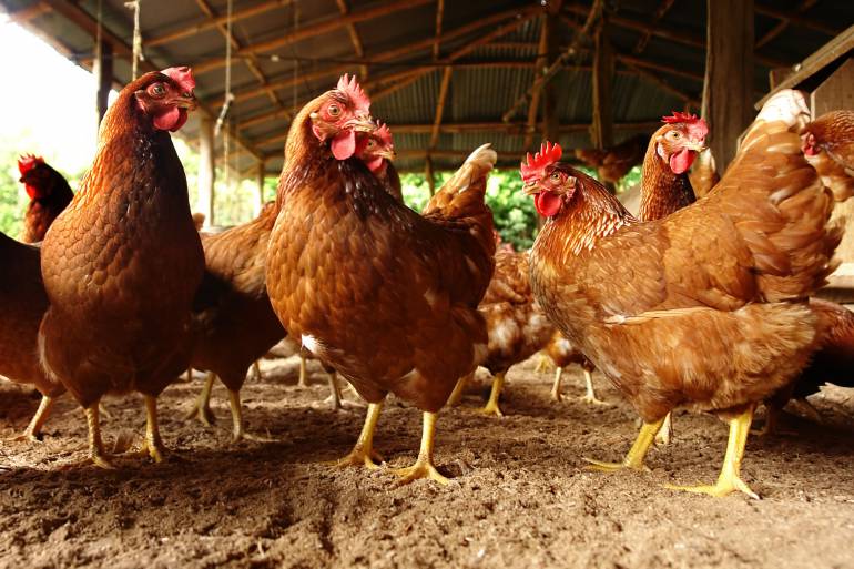 Why You Should Eat (And Feed) Humanely Raised Meat or Poultry - PURPOSE PET FOOD