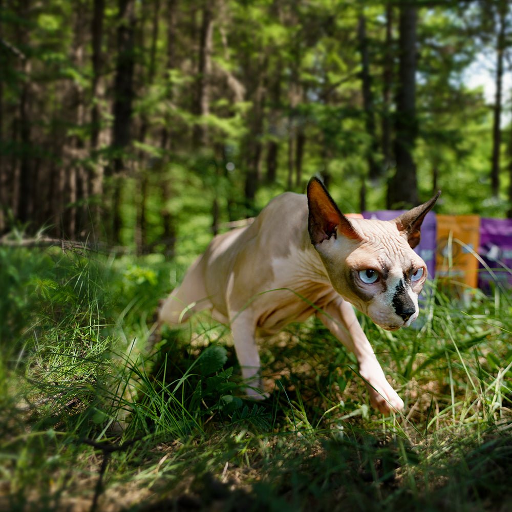 Carnivore raw dog food shops